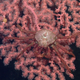 A deep-sea crab sits atop a bubblegum coral on Sur Ridge.